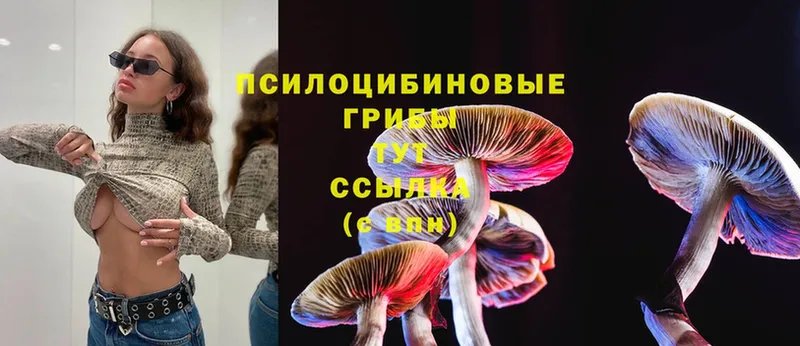 Псилоцибиновые грибы Psilocybe  магазин  наркотиков  Новочебоксарск 